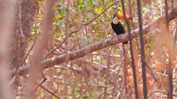 Toco Toucan Pantanal Wildfires Dead Vegetation — Stockvideo