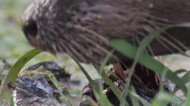 River Otter Eating Fish Clpseup Blood Brazil — ストック動画