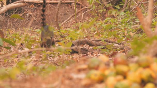Coati Capuchin Monkey Pantanal — Video Stock