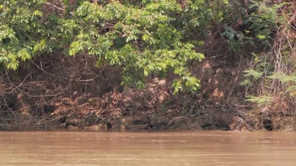 Jaguar Walking River Edge — стоковое видео