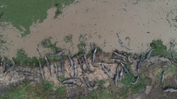 Crowd Caimans Lake Edge Pantanal Aerial Shot Opens Reveal Much — Stock video