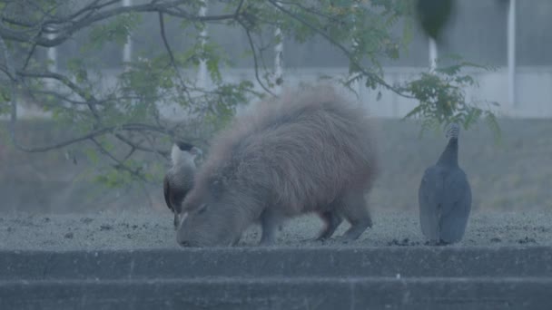 Caracara Vulpture Birds Capybara Eat Ticks Its Boddy Cooperation — Video Stock