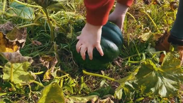 Organic Eco Raw Green Pumpkin Harvest Plucking — Stock videók