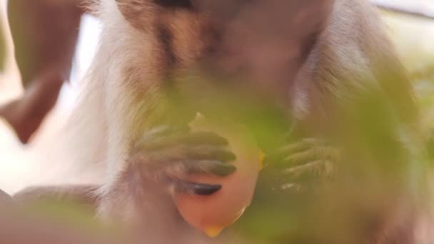 Capuchin Monkey Eating Egg Left Volunteers Pantanal Wildfire — Vídeo de Stock