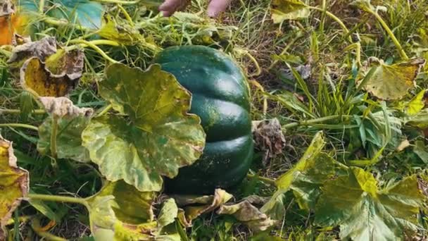 Checking Green Eco Pumpkin Fruit Harvest Quality Closeup — Stockvideo