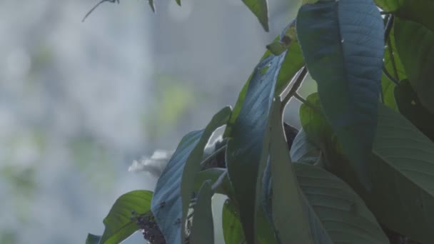 Blond Crested Woodpecker Eating Fruits — Vídeo de stock