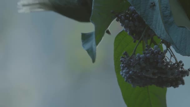 Blond Crested Woodpecker Eating Fruits — Vídeo de Stock