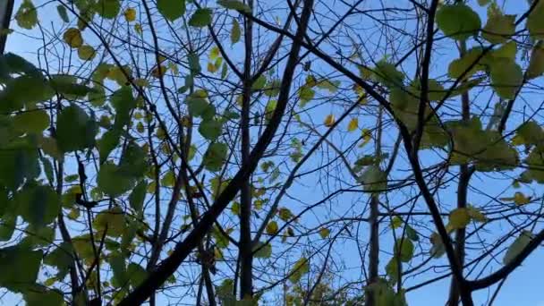 Few Leaves Tree Blown Wind Autumn Blue Sky Background Low — Stockvideo