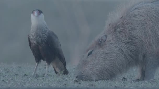 Caracara Capybara Looking Ticks Its Body Cooperation — Stok Video