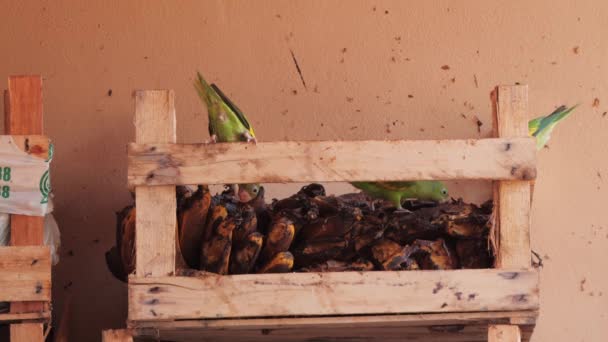 Green Parkeet Birds Eating Bananas Tray Rehabilitation Centre Pantanal — Vídeo de stock