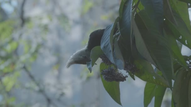 Blond Crested Woodpecker Eating Fruit Slowmotion Tree Sao Paulo Brazil — Stockvideo