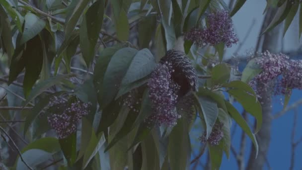 Ağaçtaki Meyveleri Besleyen Sarı Ibikli Ağaçkakan — Stok video