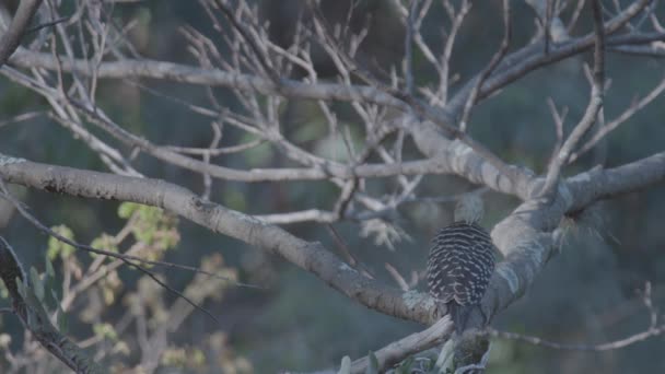 Blond Crested Woodpecker Tree Branches — Stock video