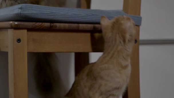 Cat Climbs Wooden Chair House While Other Cat Sitting Close — Vídeo de Stock