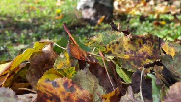Falling Dry Leaves Sweep Using Lawn Rake Wire Fall Season — Stockvideo