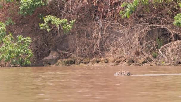 Jaguar Zwemmen Oversteek Rivier Pantanal — Stockvideo