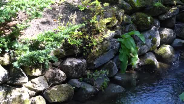 Beautiful Small River Water Flowing Background You Can See Shading — Stockvideo