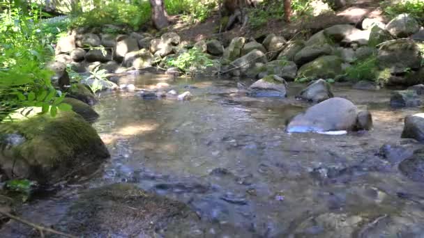 Continual Flow Water Magnificent Small River You Can See Light — Stockvideo