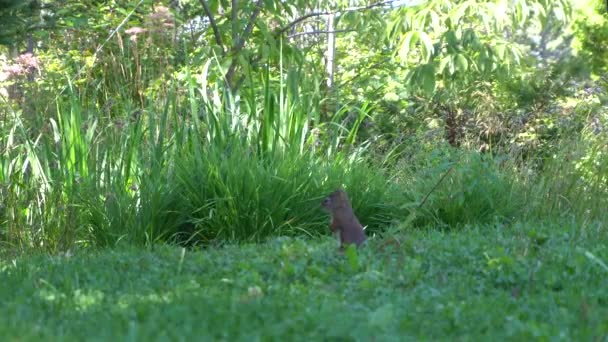 Een Beminnelijke Eekhoorn Kijkt Zich Heen Beweegt Zijn Hoofd Buurt — Stockvideo