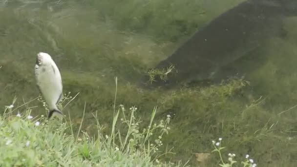 Fish Giver Arapaima Quickly Grabs — Αρχείο Βίντεο