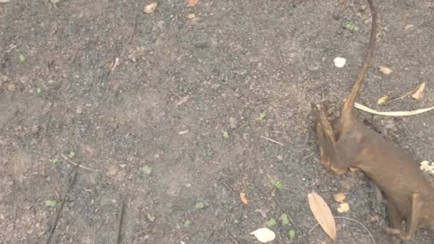 Dead Burnt Coati Wildfire Tragedy Brazil — стоковое видео