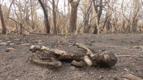 Dead Burnt Capuchin Monkey Fire — 图库视频影像