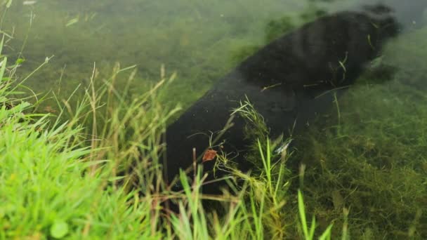 Food Being Given Arapaima Fish — Vídeo de Stock