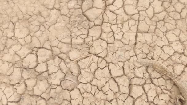 Dead Animal Soil Full Cracks Lack Rain — стоковое видео