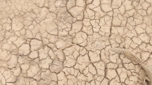 Dead Animal Soil Full Cracks Lack Rain — Stok video