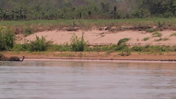 Jaguar Crossing River Pantanal Brazil — Stock Video