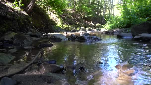 Water Graceful Beautiful Small River Background You Can See Shades — Stockvideo