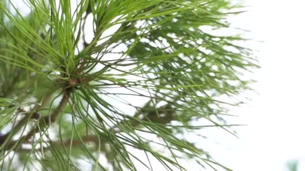 Pine Leaves Backlit White Background — Vídeo de Stock