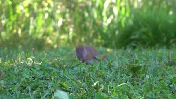Lähikuva Oravasta Joka Etsii Ruokaa Takana Voi Niin Paljon Kasvillisuutta — kuvapankkivideo