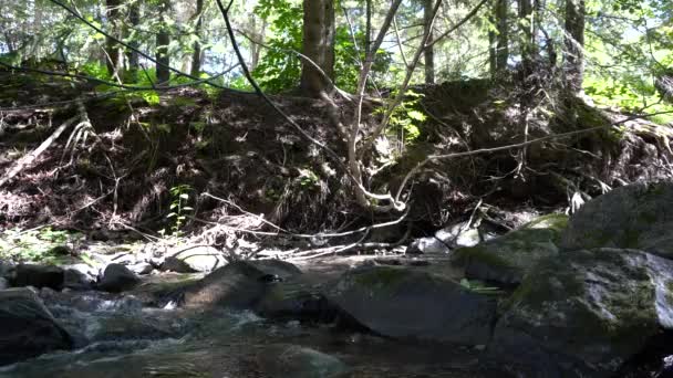 Shades Water Create Cool Background You Can See Trees Summer — Video Stock