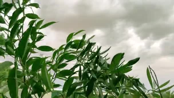 Green Leaves Wind Grey Stormy Skies — Video