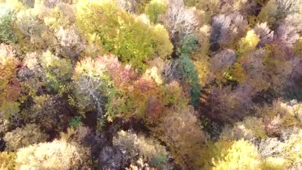 Aerial View Orange Colored Forest Autumn Season Beautiful Forest Trees — Wideo stockowe