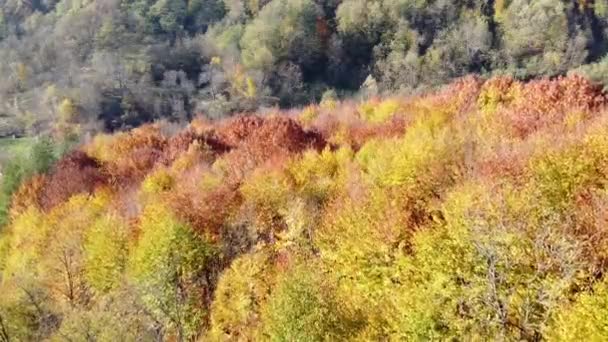 Aerial View Orange Colored Forest Autumn Season Beautiful Forest Trees — Vídeo de Stock