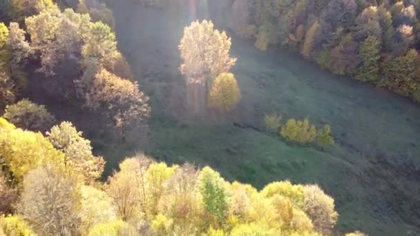 Aerial View Orange Colored Forest Autumn Season Beautiful Forest Trees — Vídeo de Stock