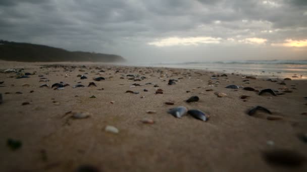 Sea Kissing Sand Shells Golden Hour — Video