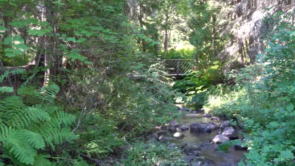 Attractive Small River Surrounded Lot Vegetation Back You Can See — Stockvideo