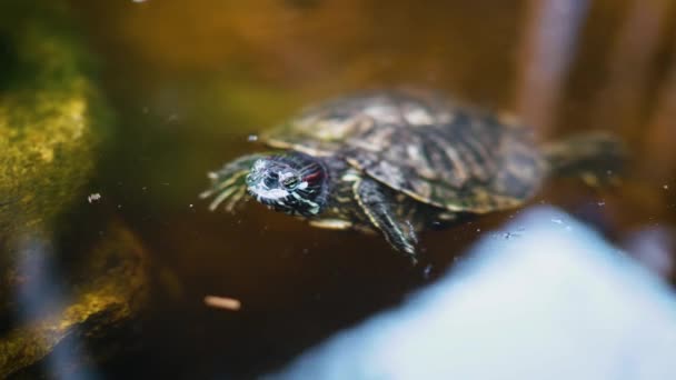 Little Turtle Swimming Outdoor Pond Coming Out Water Diving Back — Video