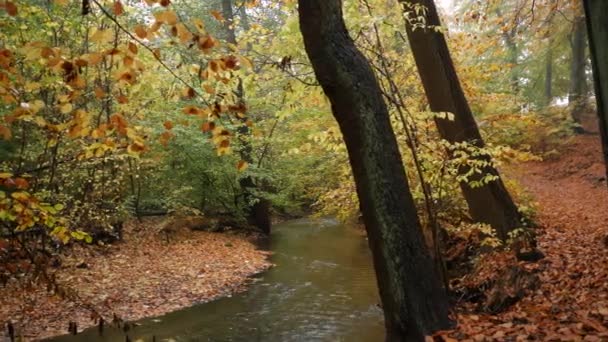 Herbstlicher Fluss Wald — Stockvideo