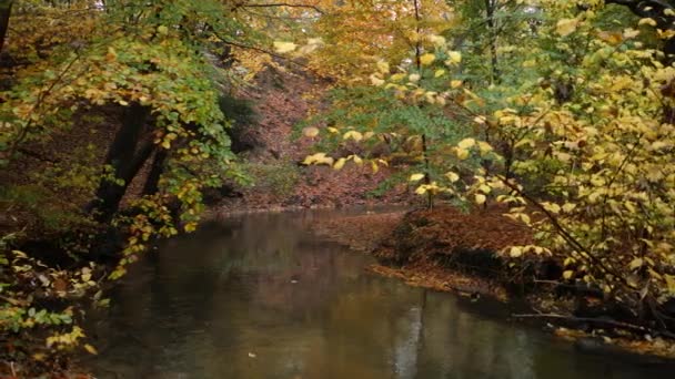 Jesienna Rzeka Lesie — Wideo stockowe