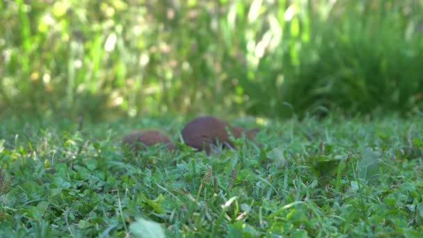 Close View Squirrel Birds Passing Background You Can See Green — Stok Video