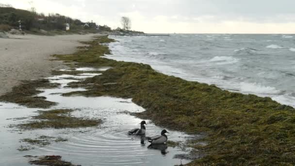Two Ducks Puddle Beach — Wideo stockowe