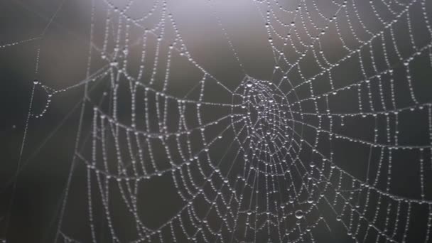 Spiders Web Dew Drops Close Panning Shot — стоковое видео