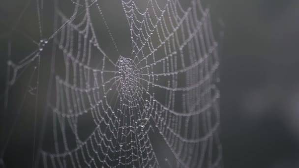 Spiders Web Dew Drops Close Side Shot — стоковое видео
