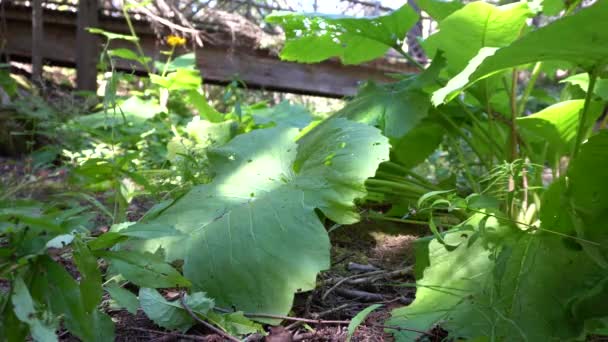 Close View Big Green Leaves Receive Energy Sun Background Wooden — Stockvideo