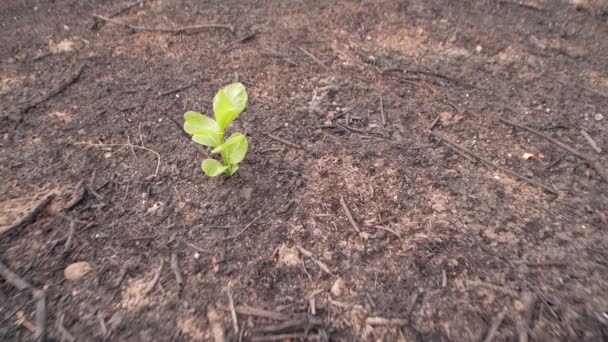 Green Plant Growing Burnt Forest Ashes Hope — Vídeos de Stock