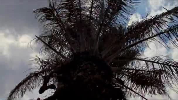 Nuvole Pioggia Movimento Palma Del Brasile — Video Stock